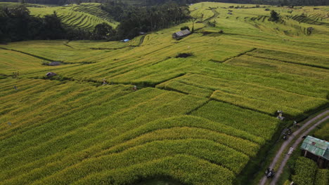 Terraced-Rice-Fields-And-Cottages-In-North-Bali,-Indonesia---aerial-drone-shot