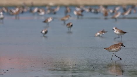 seen in the front standing and then moves to the right, greater sand plover anarhynchus leschenaultii, thailand