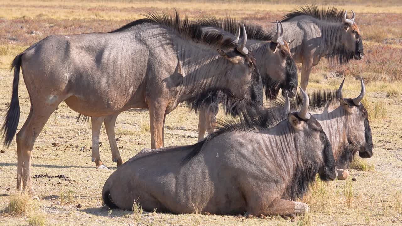 wildebeest는 etosha 국립 공원 나미비아 1에서 아프리카의 사바나에 앉아