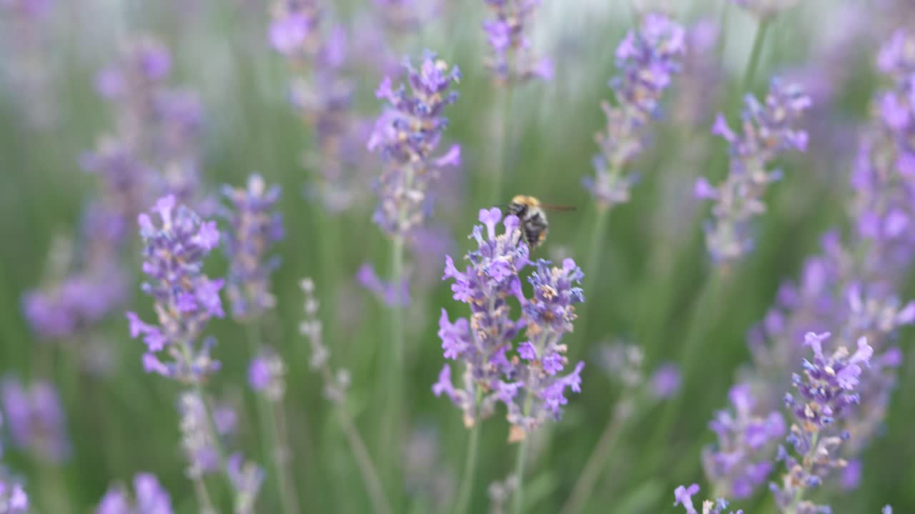 Primo piano di un'ape che raccoglie nettare su fiori di lavanda in fiore, evidenziando l'impollinazione e la vibrante flora estiva in un ambiente di giardino naturale.