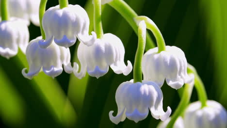 close-up of lily of the valley flowers