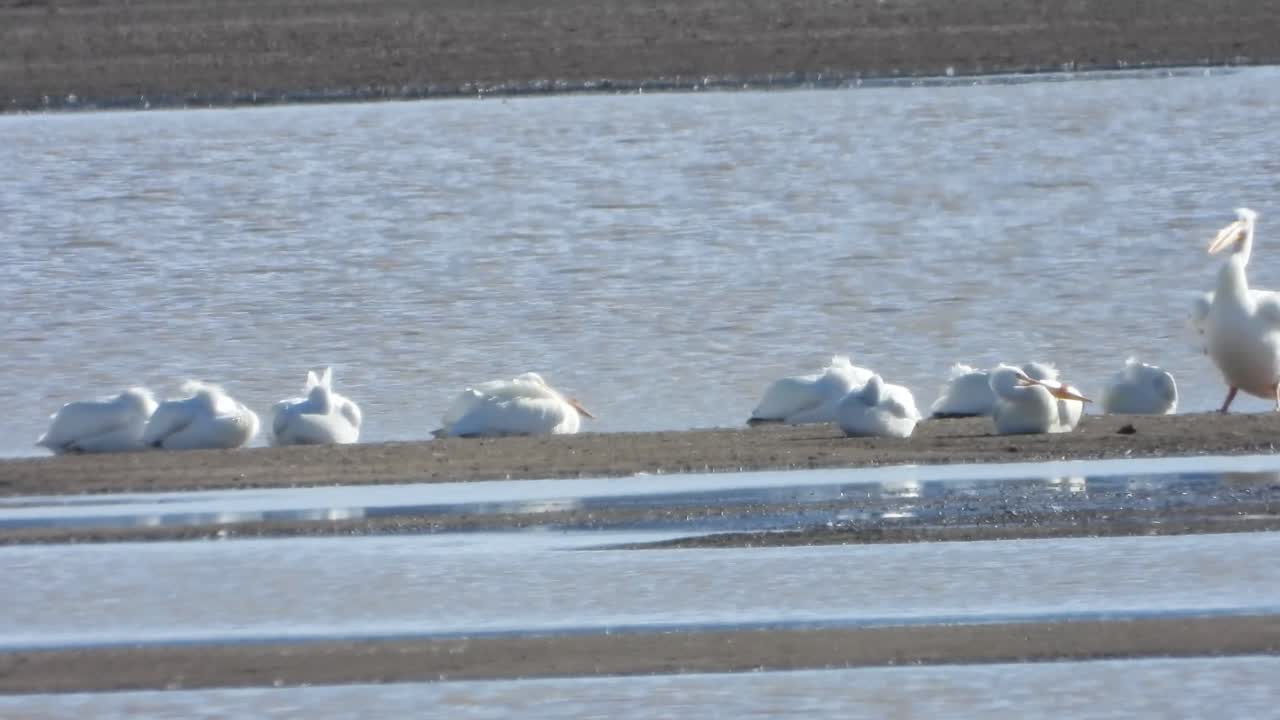 Tranquil river scene with serene seagulls drifting by under windy skies in mesmerizing stock footage