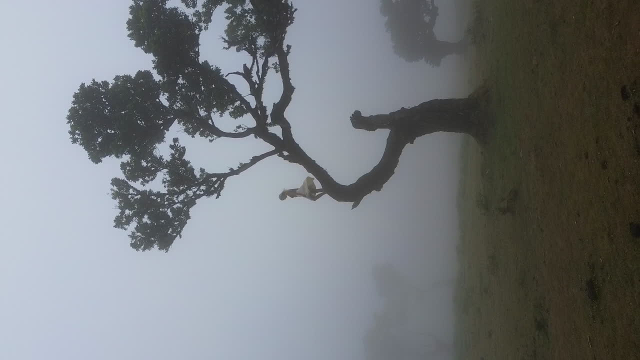 Beautiful blonde girl standing on a branch of a tree in a mystical foggy forest