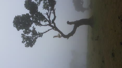 beautiful blonde girl standing on a branch of a tree in a mystical foggy forest