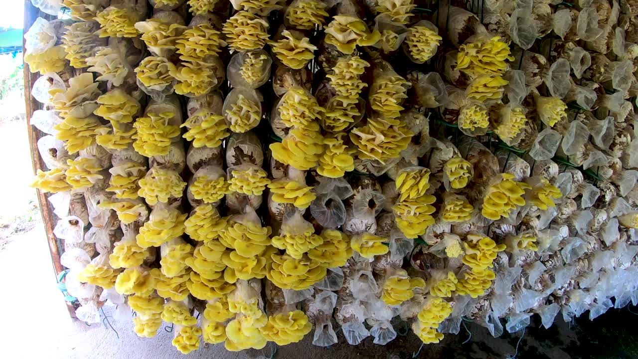 버섯 농장 벽 배경의 움직임