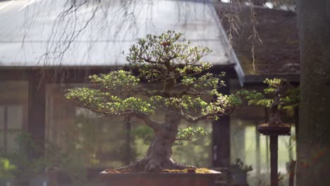 Wide angle of a Bonsai tree during sunset in a botanical garden