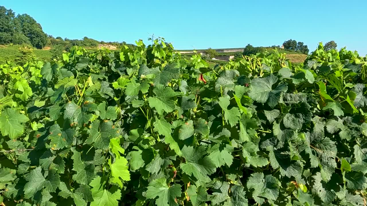 viñas exuberantes bajo un cielo azul claro