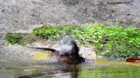 White-rumped-Shama-bathing-in-the-forest-during-a-hot-day,-Copsychus-malabaricus,-in-Slow-Motion