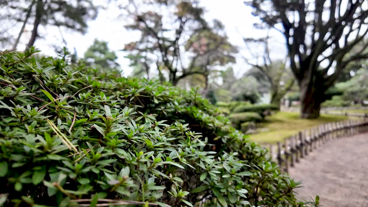Green bush growing in Kenrokuen Garden, one of the Three Great Gardens of Japan, located in Kanazawa, Ishikawa Prefecture