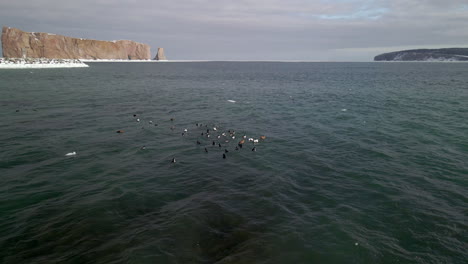 Eine-Gruppe-Enten-Schwimmt-Im-Winter-Auf-Dem-Meer-In-Quebec,-Kanada