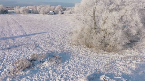 Vista-Aérea-De-Pájaros-De-Lindos-Corzos-Europeos-Corriendo-Hacia-árboles-Cubiertos-De-Nieve-En-El-Campo-Agrícola,-Soleado-Día-De-Invierno-Con-Cielo-Despejado,-Disparo-De-Drones-De-Gran-Angular-Avanzando