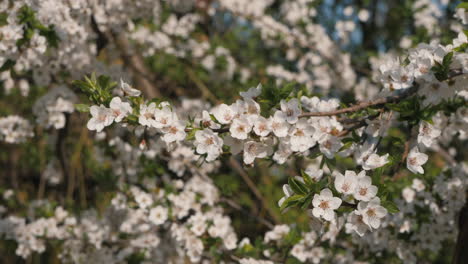 beautiful spring blossoms