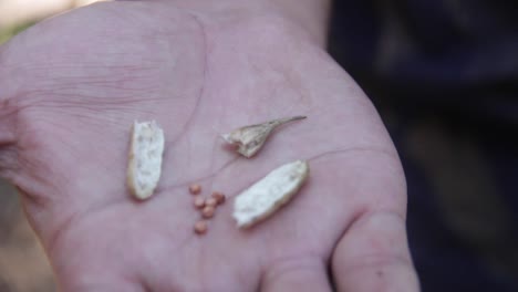 close up of a hand showing seeds