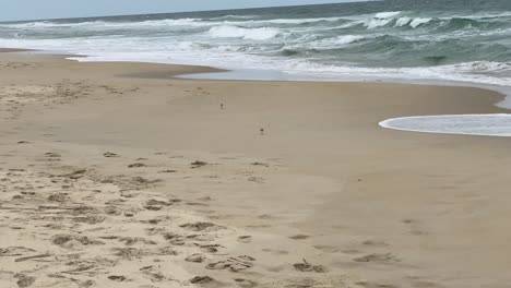 sanderling pájaros cazando a lo largo de la playa en nag&#39;s head en los bancos exteriores de carolina del norte