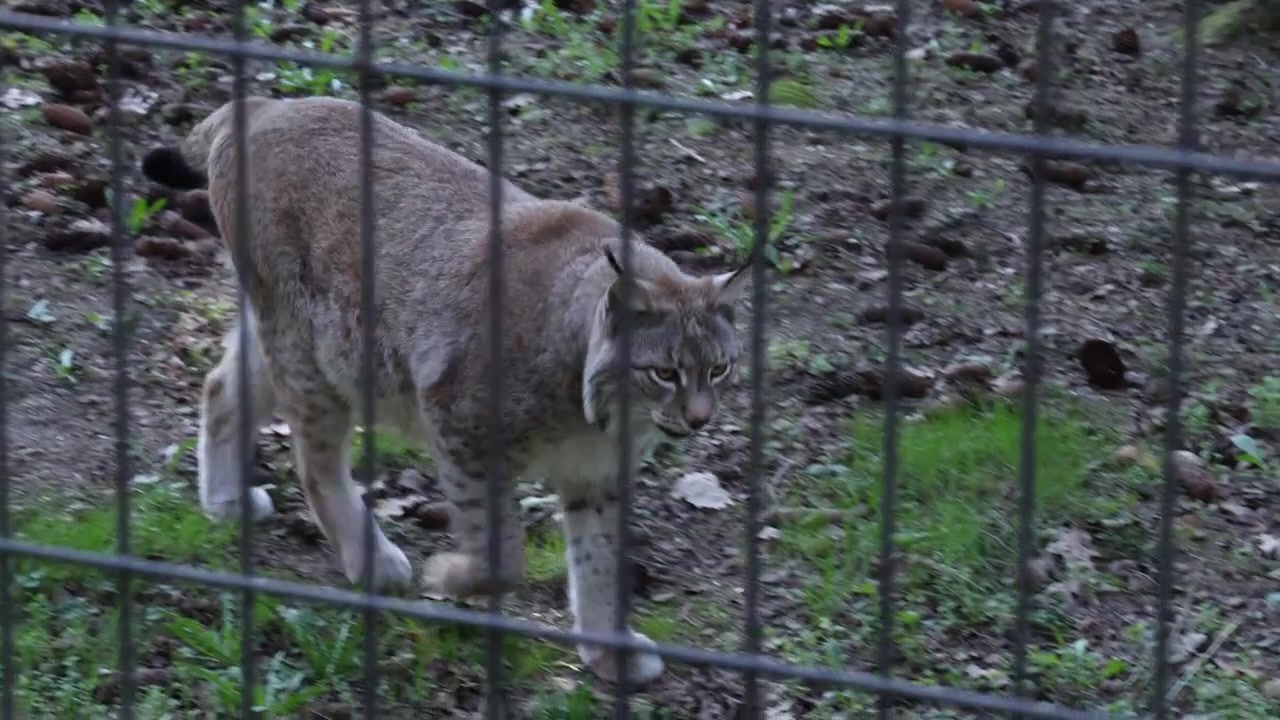 Lince che cammina in cerchio dietro una recinzione dello zoo, ripresa a seguire