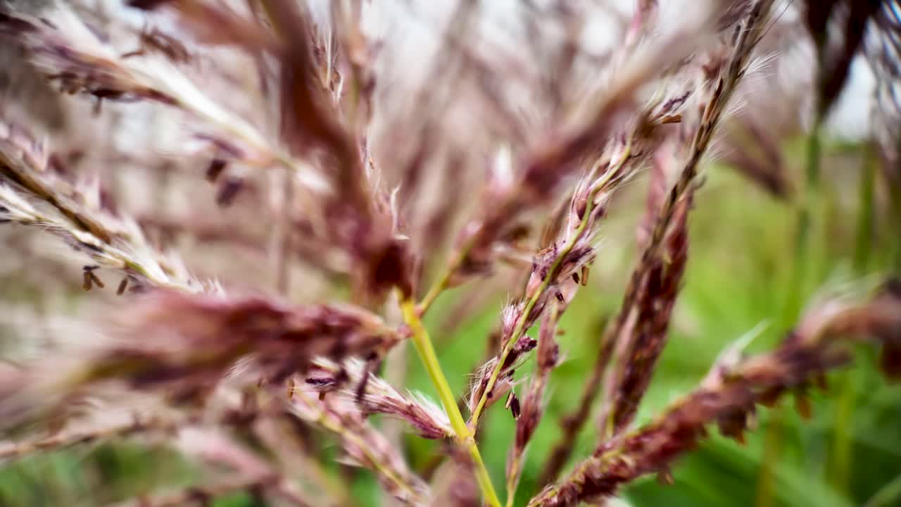 Plant stalk showing intricate details against a soft green background. macro shot, slow motion