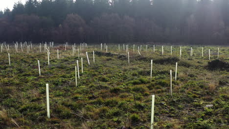 Drone-shot-flying-low-over-newly-planted-trees-in-a-field-surrounded-by-forest,-in-the-UK