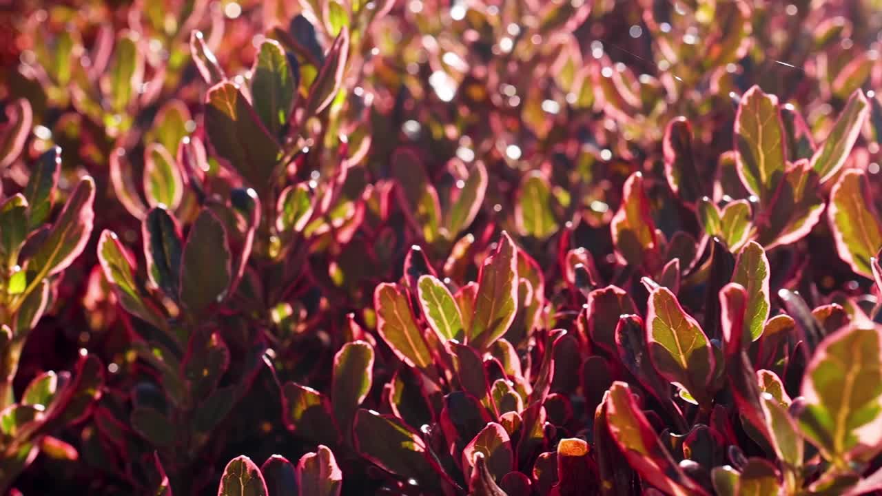 Close-up of sunlit leaves showcasing vibrant red and green hues in a natural setting.