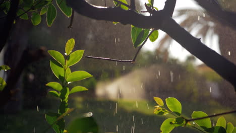 árbol-Mojado-Con-Gotas-De-Agua-Que-Caen-Y-Motas-De-Sol