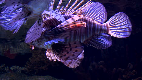 Par-De-Grandes-Peces-León-Rojos-Con-Hermosas-Aletas,-Color-Cebra,-Peces-Marinos-Moviéndose-Lentamente-En-El-Agua,-Primer-Plano