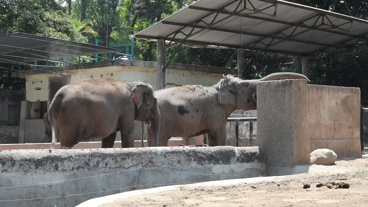 Elephants in a zoo enclosure