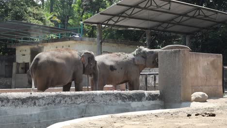 elephants in a zoo enclosure
