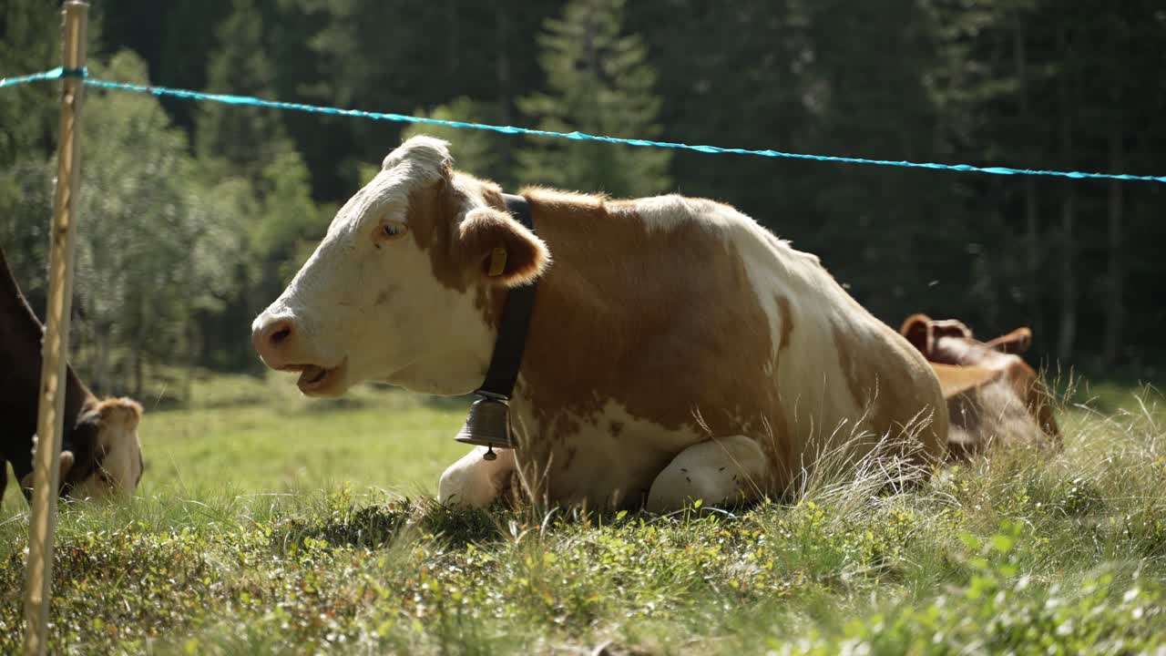 vaca marrón y blanca tendida dentro de la cerca electrificada en lo alto de las montañas