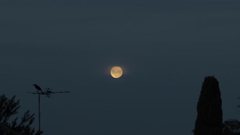 Red-Moon-Dusk-Magpie-Flies-onto-TV-Aerial-Australia,-Victoria,-Gippsland,-Maffra-Wide-Shot