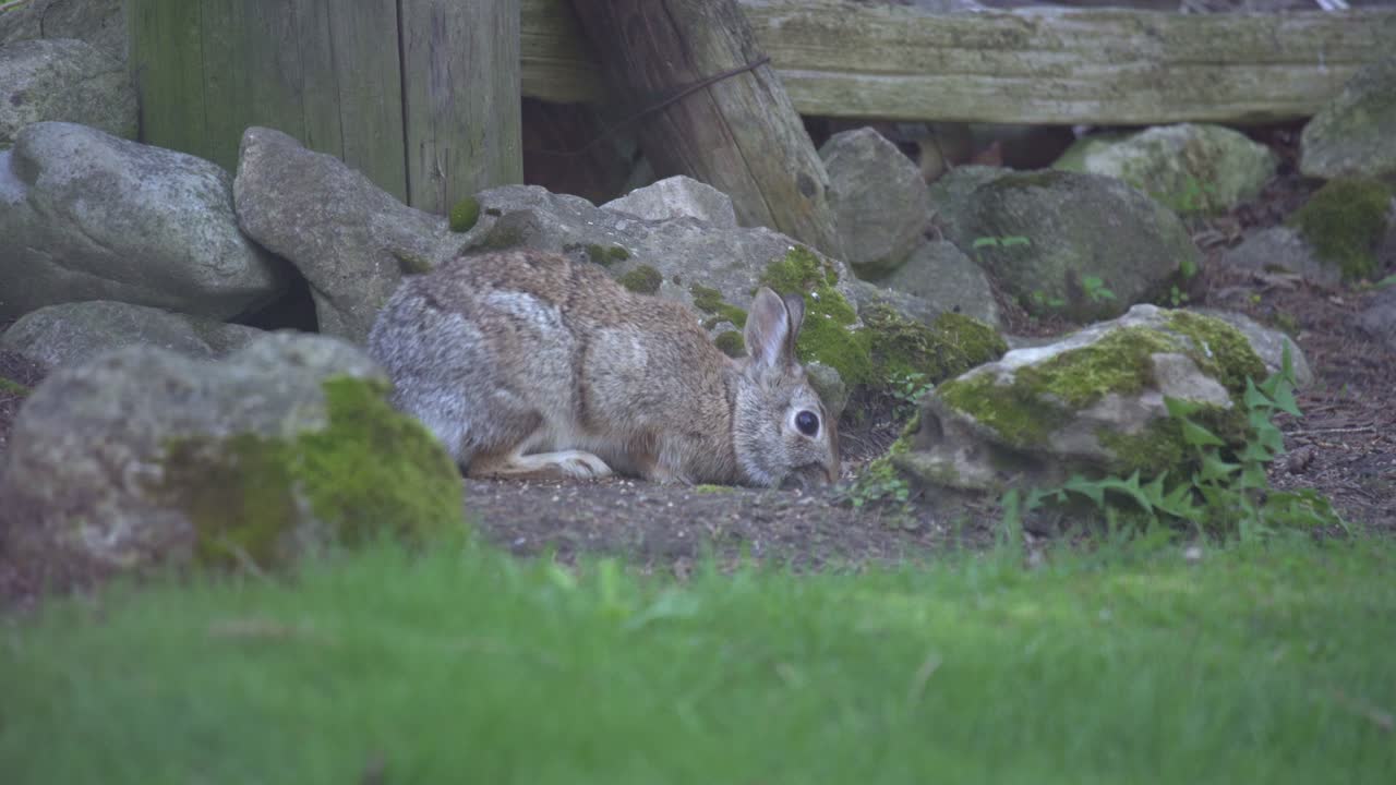 Baby Eastern Cottontail Bunny Rabbit Grazing In Rural Backyard