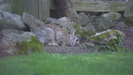 Baby-Eastern-Cottontail-Bunny-Rabbit-Grazing-In-Rural-Backyard