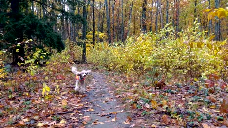 Slow-motion-of-light-brown-poodle-shaking-in-blowing-fall-leaves-in-the-woods