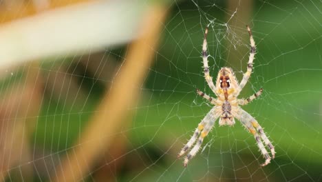 spider weaving web in brighton, east sussex