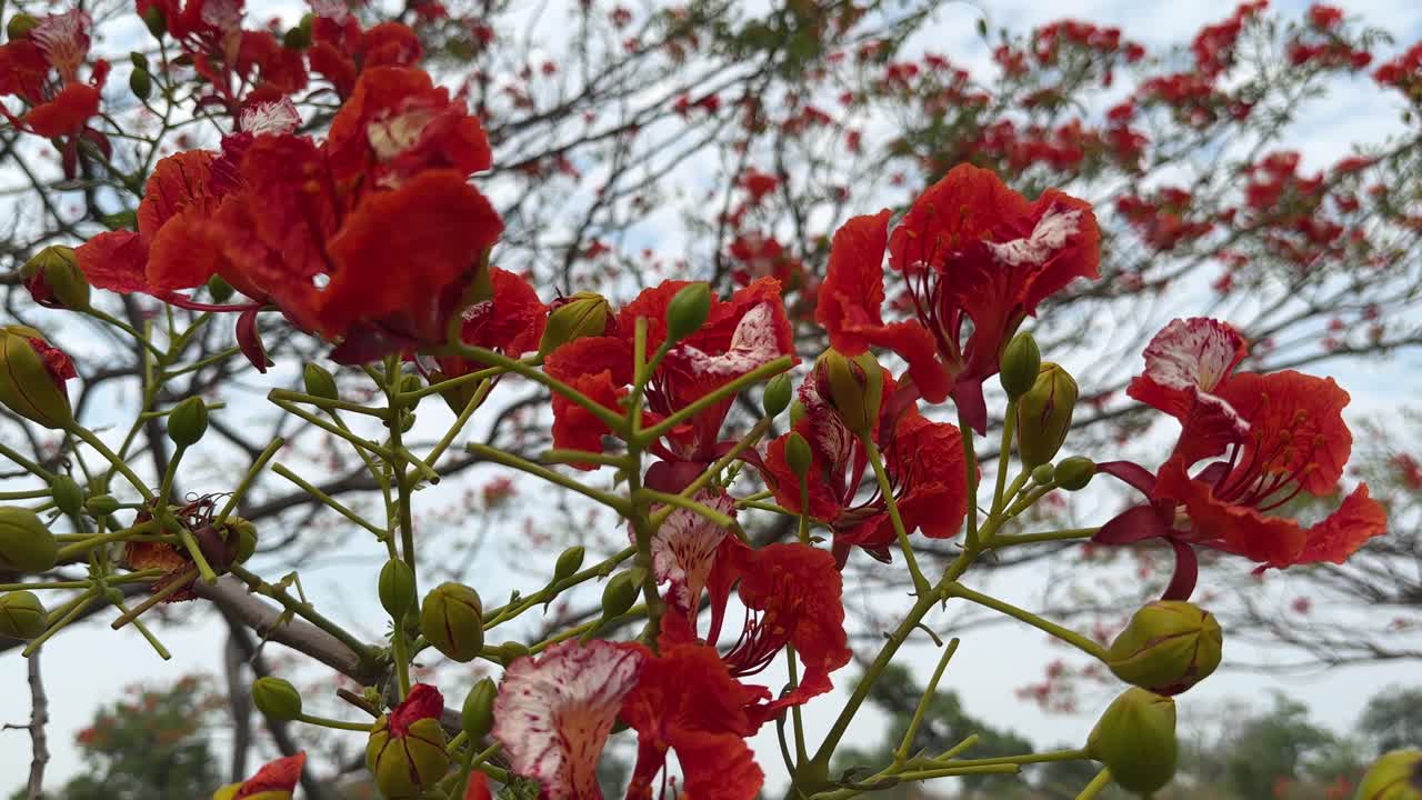 closeup shot of a branch full of vibrant red Gulmohar (Delonix regia) flower