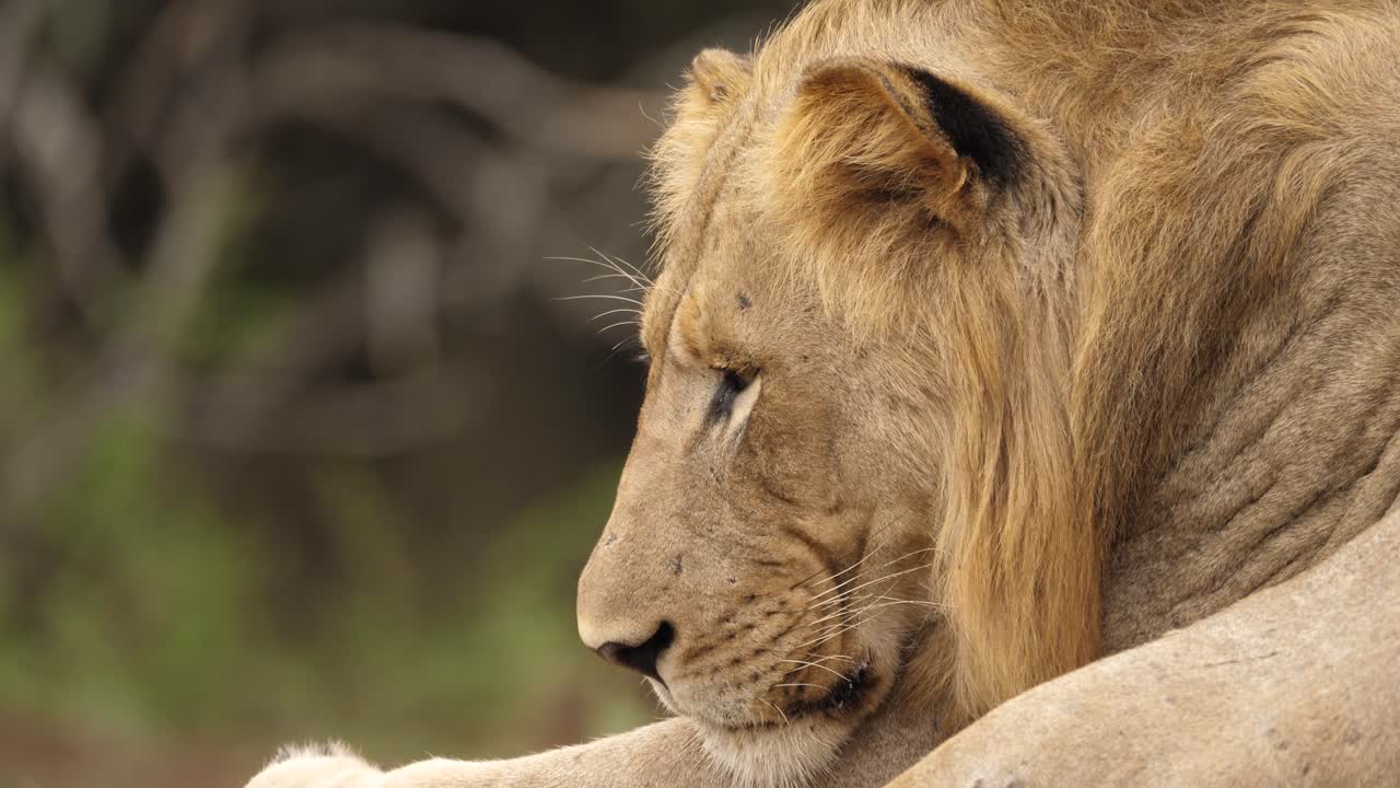 cerca de un león macho cansado que se queda dormido bajo el sol africano caliente