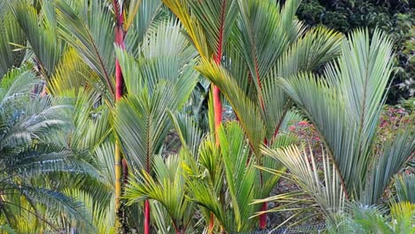 Multiple-lipstick-palms-standing-closely-together-in-central-America