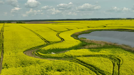 a wide aerial view of expansive yellow rapeseed fields under a partly cloudy sky
