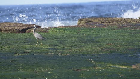 heron moving across screen from right to left on green algae covered rock ledge on a sunny day