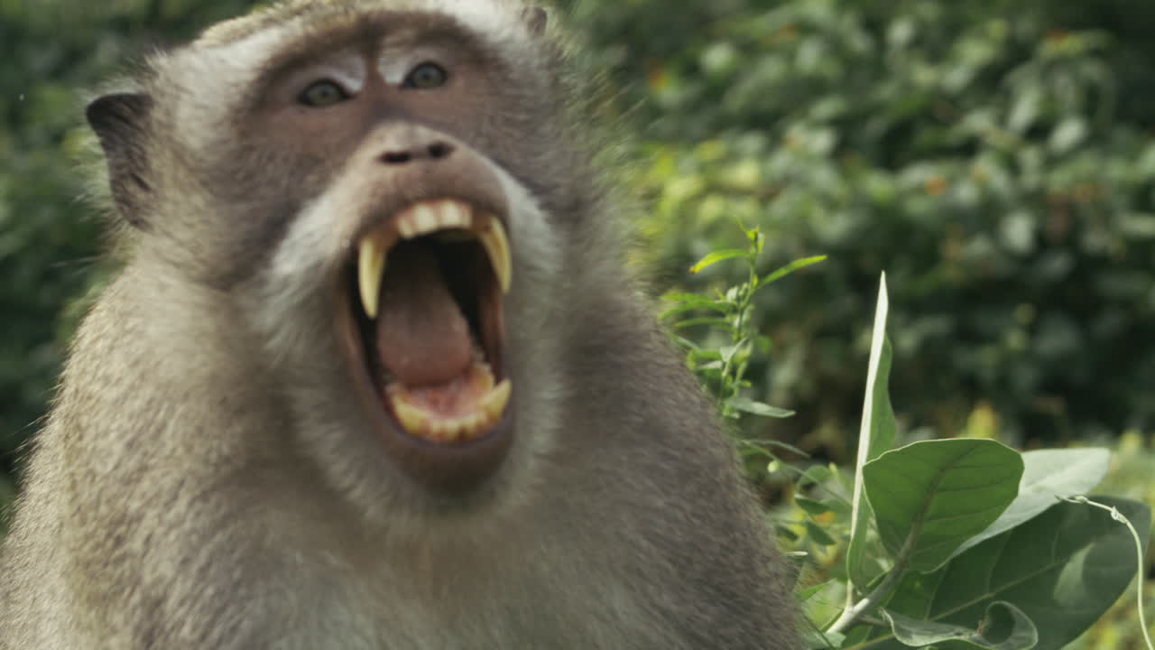 Monkey baring teeth, slow motion portrait, Indonesia