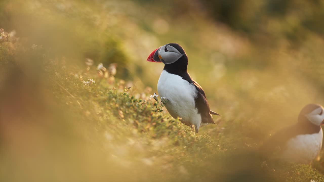 papagaio atlántico en el atardecer naranja dorado, luz solar cálida retrato de cerca de papagaio atlantico en la hierba en la isla de skomer, reino unido aves y vida silvestre en gales