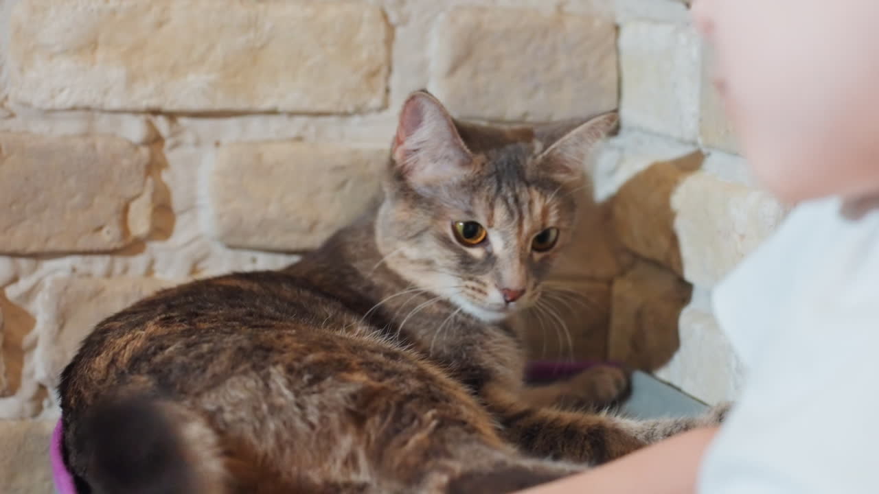 Anak mengulurkan tangan untuk menyentuh ekor kucing di dekat dinding bata, ketegangan bermain saat kucing mengibaskan ekornya, dekat bulu hangat dan mata kuning, rasa ingin tahu anak dan penanganan yang lembut, momen rumah yang nyaman, hewan peliharaan keluarga yang alami.
