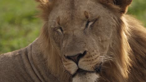 extreme close-up van het slaperige gezicht van een afrikaanse leeuw, zacht verlicht