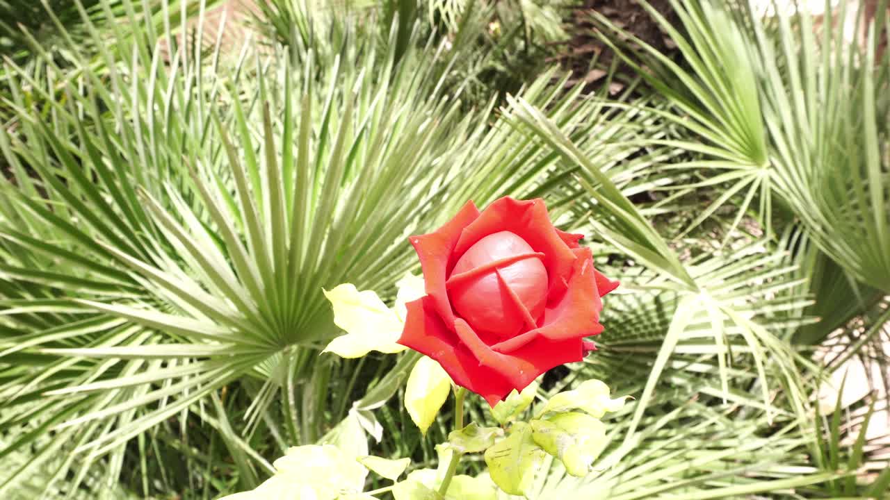 A super beautiful vivid and bright red flower under the effect of daylight. Around it, lots of thorny foliage
