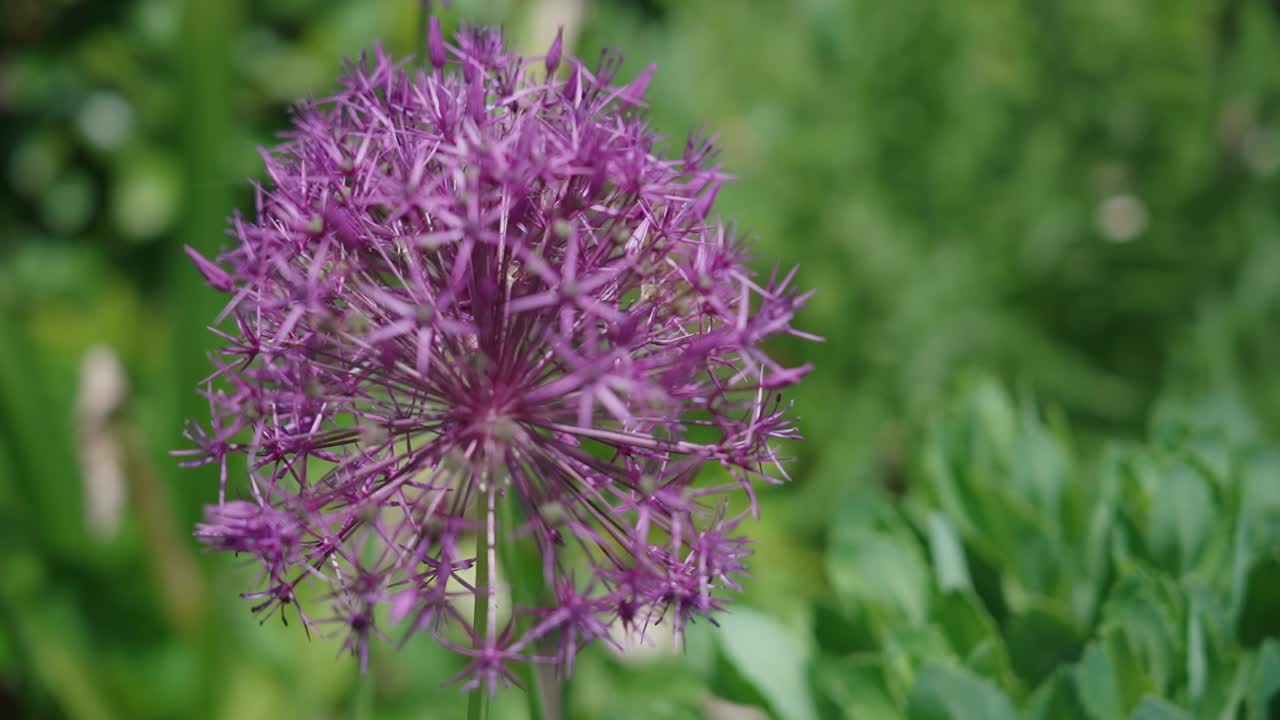 Close-up of a single purple allium flower