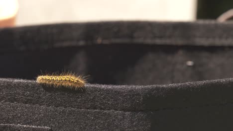 furry little caterpillar walking around the parameter of a garden basket during spring