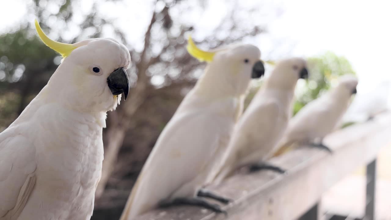 grupo de cacatúas posadas en una valla
