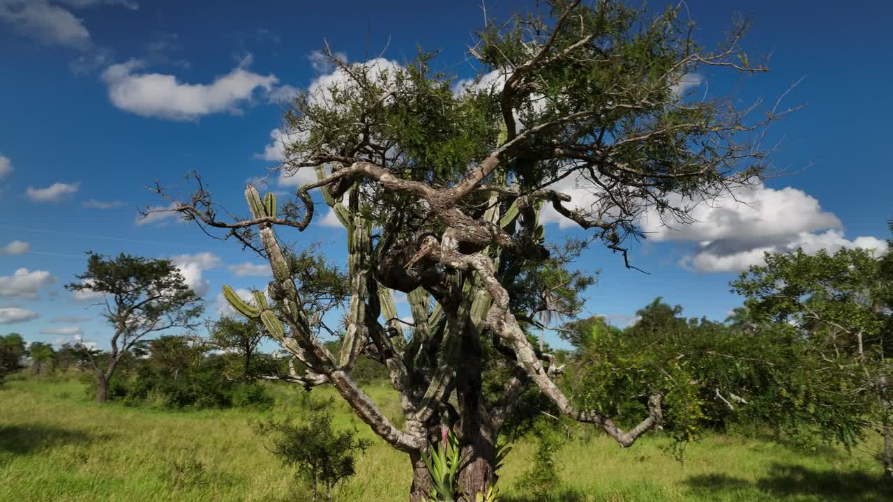 три близких джунглей боливии rinforest с пальмой