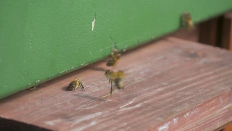 Abejas-Melíferas-Entrando-Y-Saliendo-De-Una-Colmena