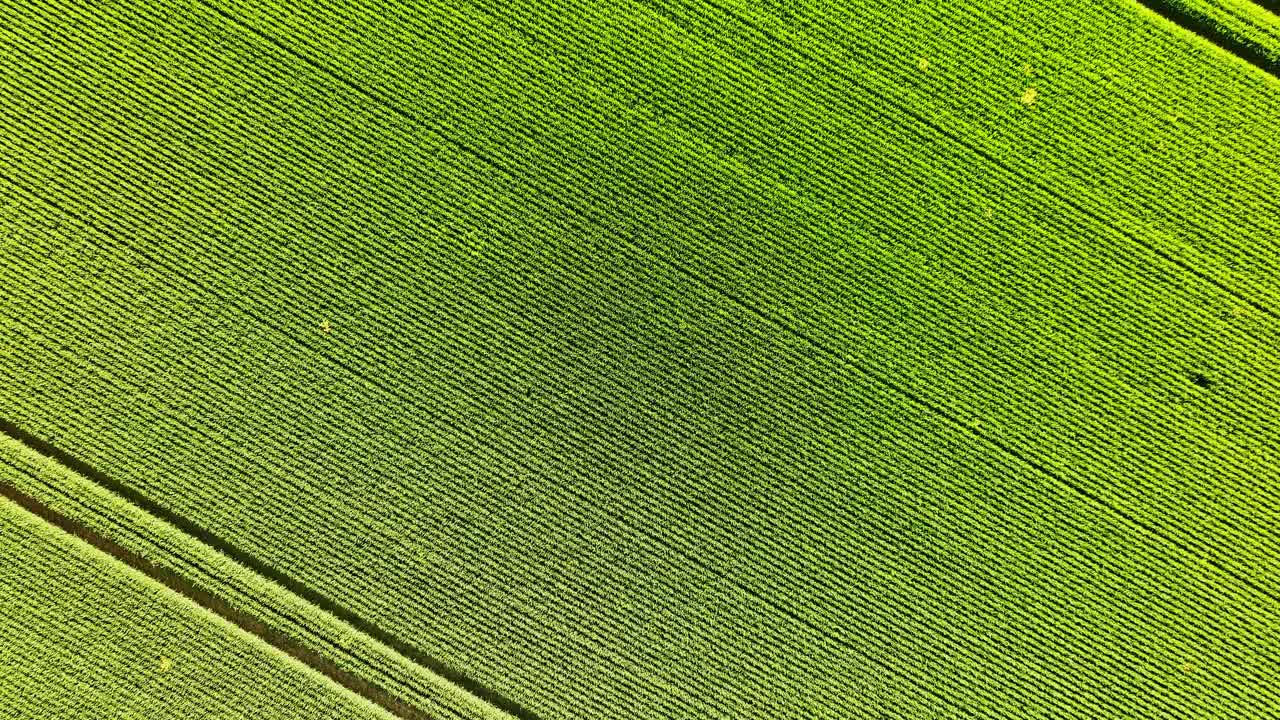 Ripresa aerea di colture modellate dalle tracce dei macchinari, linee di agricoltura di precisione.