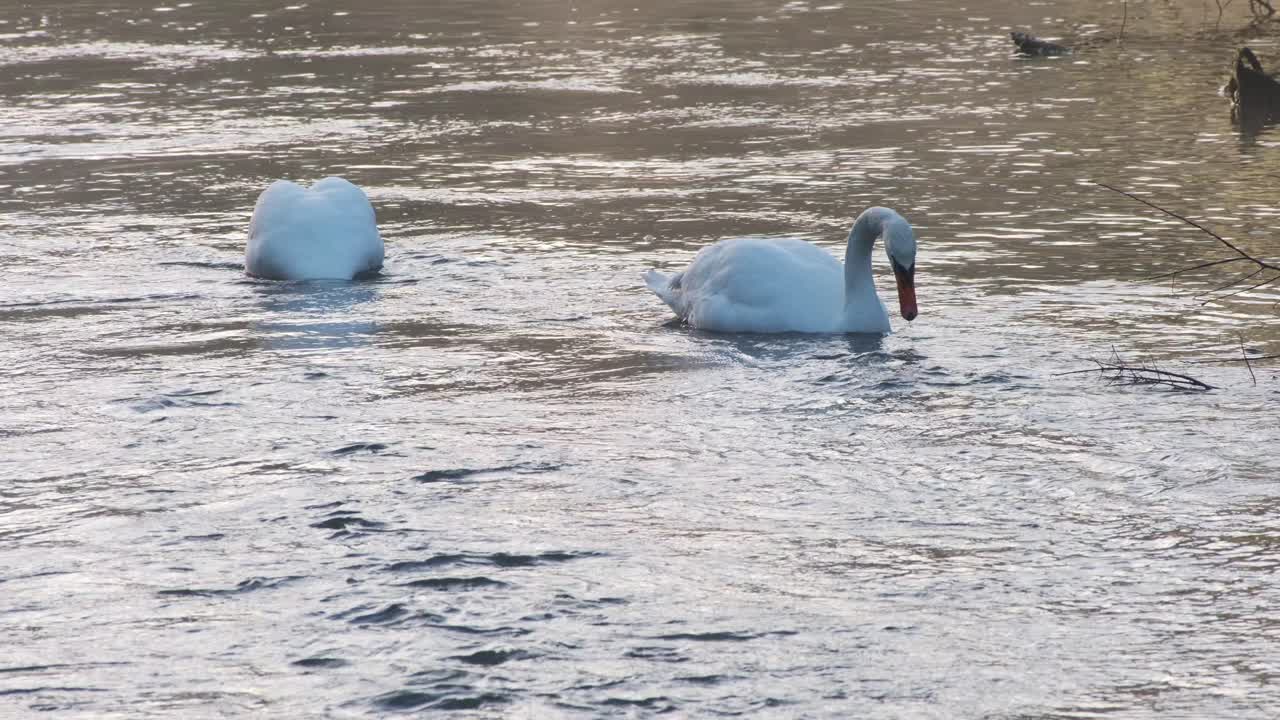 tiempo de alimentación para dos cisnes temprano en la mañana en el río