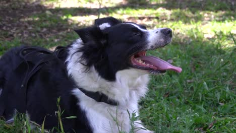 a happy dog have to go for a walk everyday with his owner and enjoy the grass and sun on a break on a park